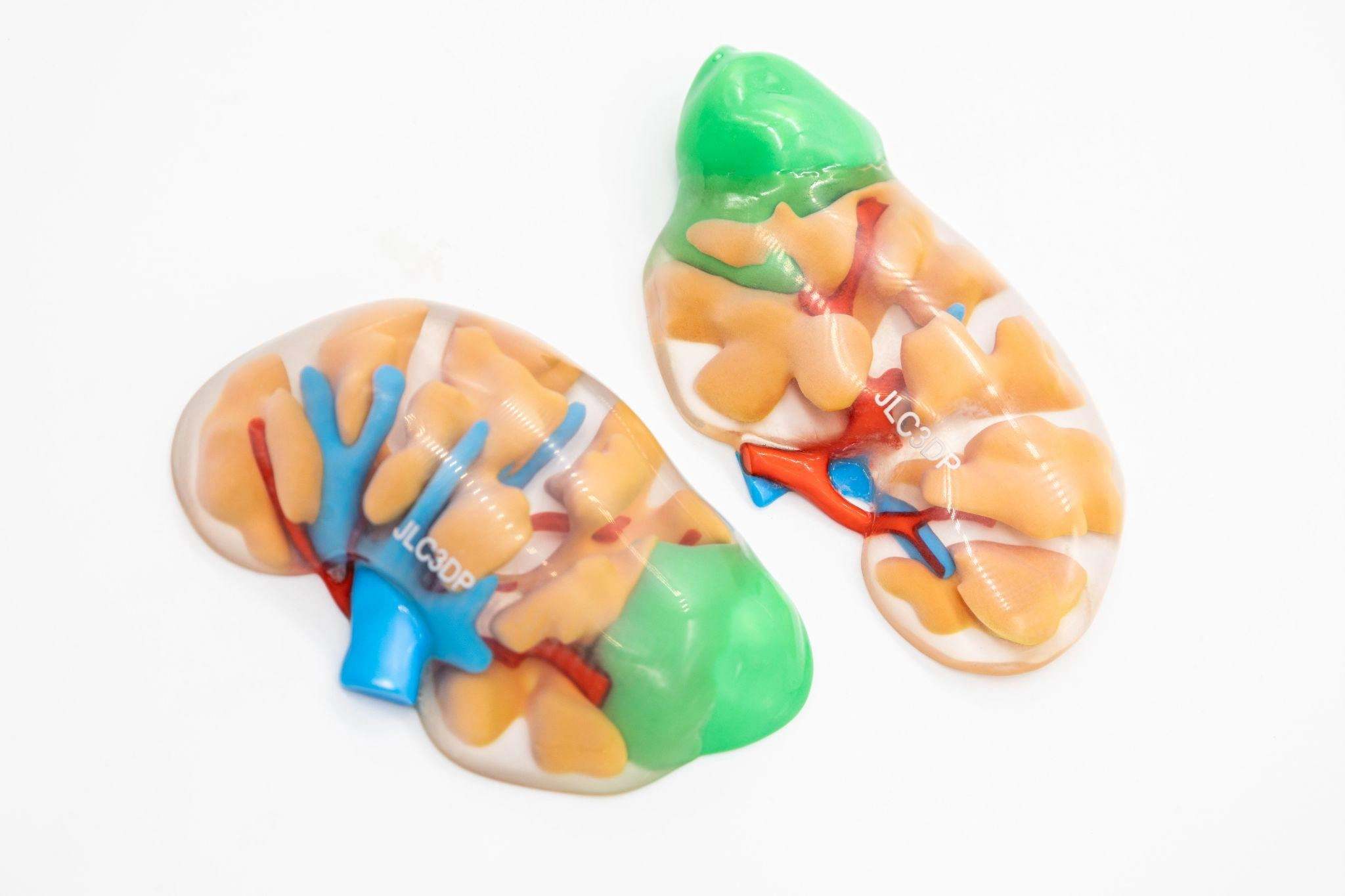 full color 3d printed heart model